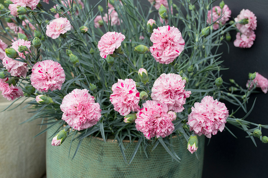 Dianthus Pinball Wizard